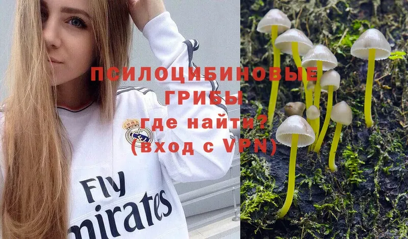 Галлюциногенные грибы Psilocybe  Болхов 